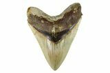 Serrated, Fossil Megalodon Tooth - Indonesia #279232-1